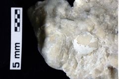 Foto (Detailansicht) von Cyclothyreus sp. (NHMW-GEO-1990-0041-0140)